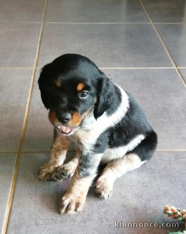 Chiot epagneul breton a donner