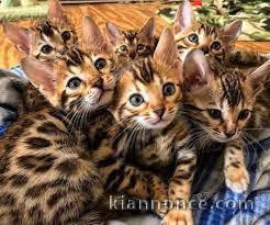 Superbes chatons  Bengal disponibles03