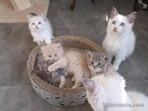 Magnifiques chatons sacrer de Birmanie