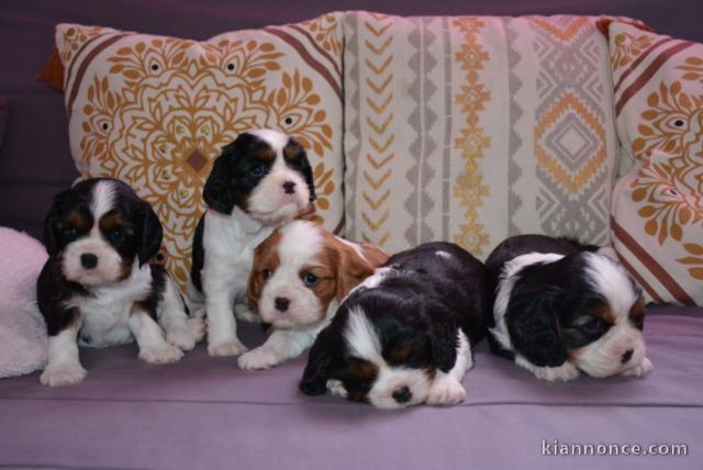 Chiots Cavalier King Charles disponibles