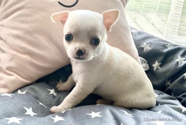 Chiot chihuahua a donner