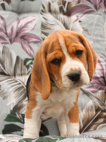 adorable chiot beagle