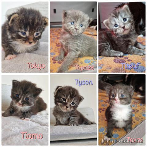 6 Chatons Maine Coons LOOF