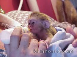 A donné bébé singe capucin mal et femelles 