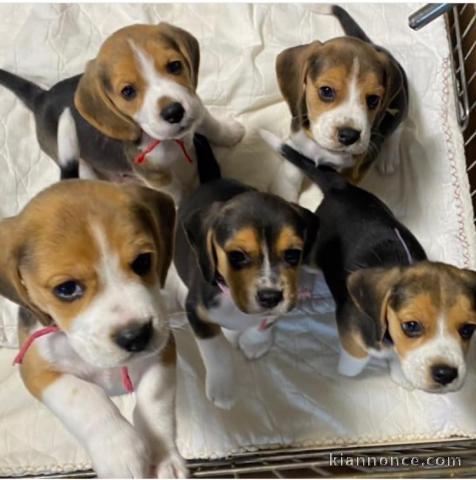 Magnifiques Chiots d’apparence BeaglesDisponible de suite… Si vou