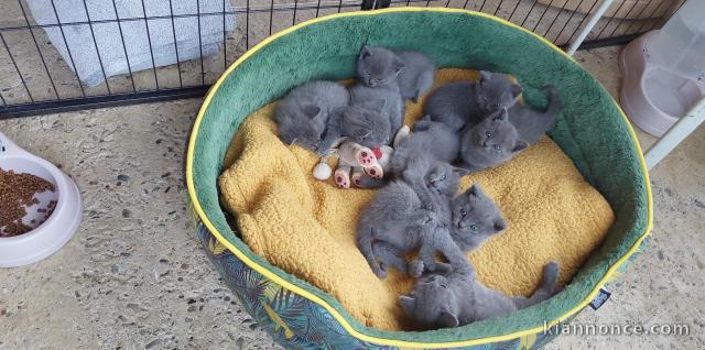 Magnifiques chatons Chartreux disponibles ce vendredi 17juin