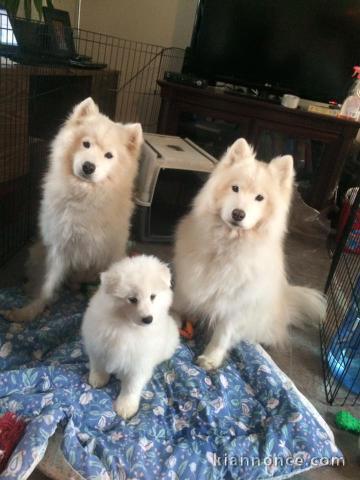 Adorables chiots Samoyede