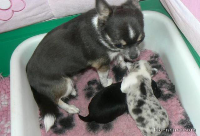 A donner Superbes Chiots Chihuahua Pure Race
