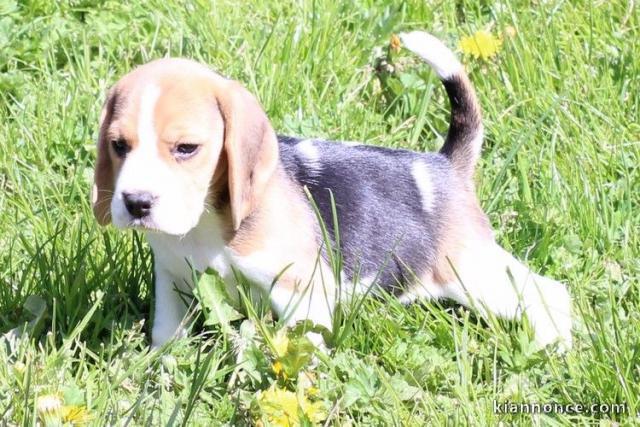 chiots Beagle lof agé de trois mois pure race a donner