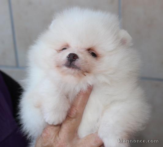 Don chiot spitz nain femelle blanche