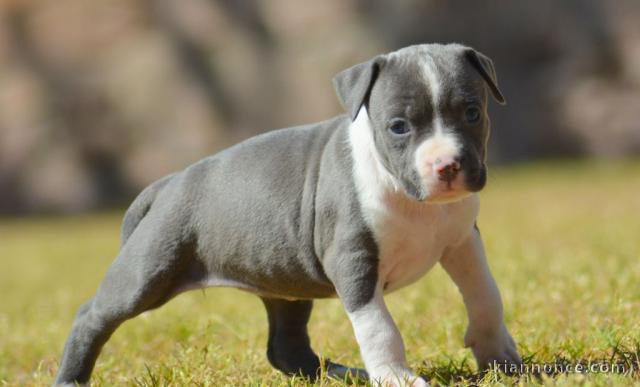 chiot American Staffordshire
