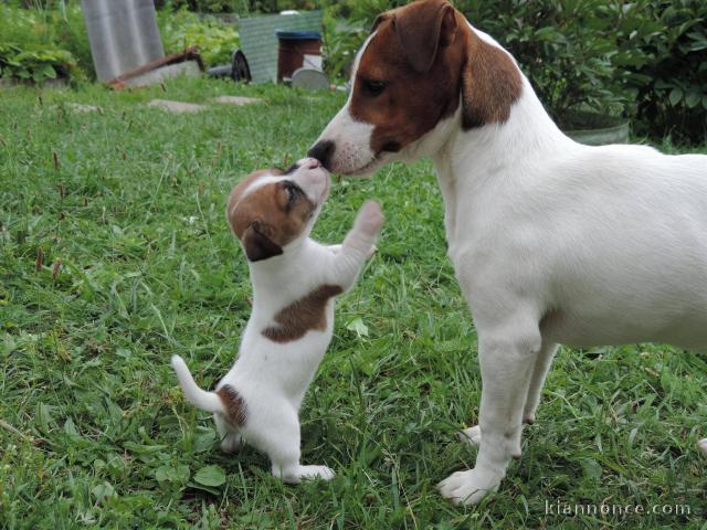 Chiots Jack Russell Terrier