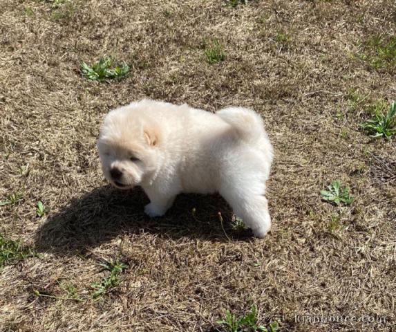 adorable chiots chow chow