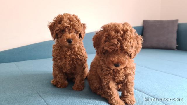Caniche nain rouge chiots