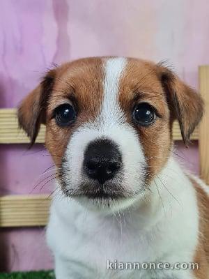 Adorable chiots Jack Russell disponible