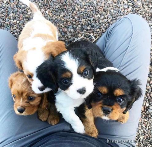Chiots Cavalier King Charles Spaniel Adorable