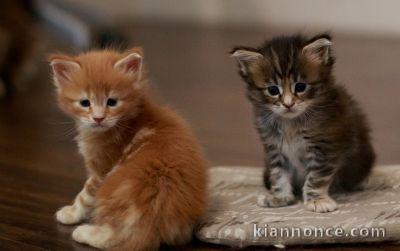 Adorable chatons maine coon