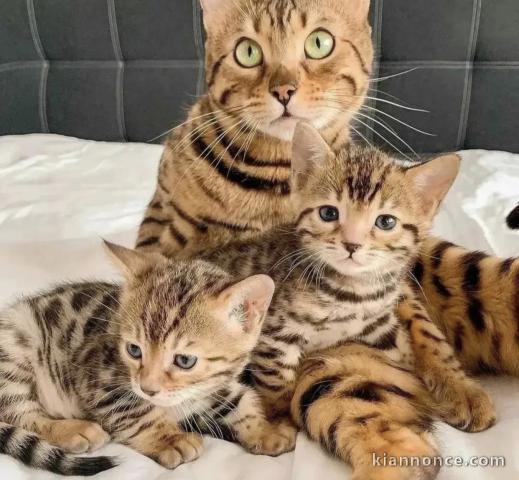 Adorables chatons Bengal 
