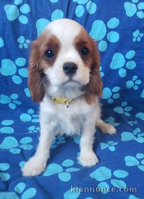 Adorables bb Cavalier King Charles.