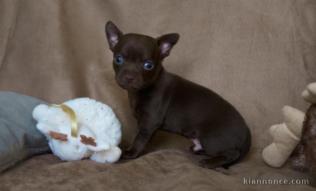 A donner Chiots de type Chihuahua