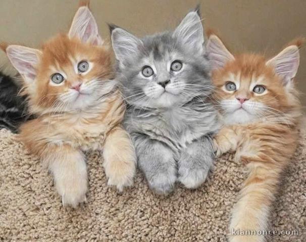 Superbes chatons Maine coon 