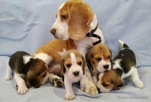 Chiots d’apparence Beagles 