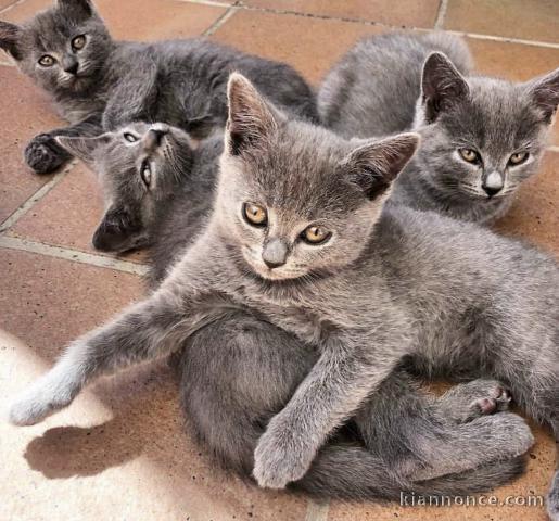 Adorables chatons chartreux