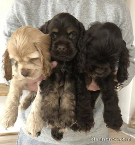 Chiots d’apparence cocker spaniel 