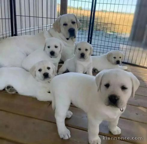 Labrador retriever pour adoption