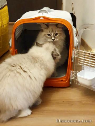 chat sibérien à vendre avec sa cage