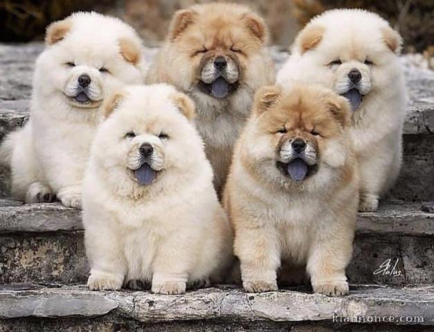 Adorables chiots chow-chow 