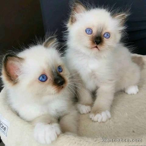 Magnifique chatons en adoption