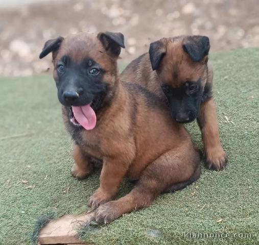 Chiots malinois a donner