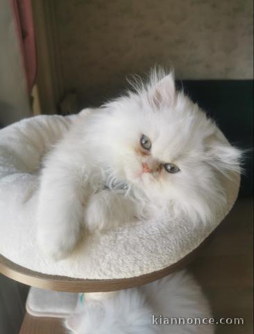 Magnifique chaton persan 