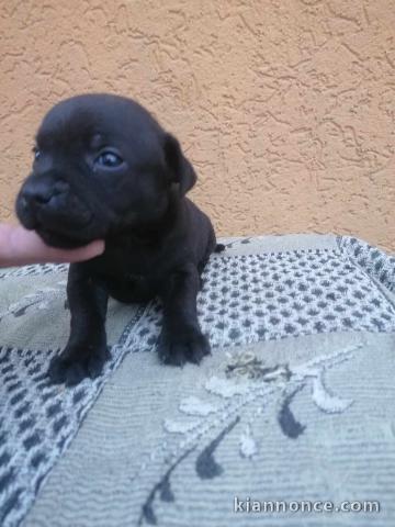 Staffordshire bull-terrier chiots