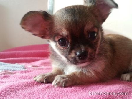 A Donner Chiot Chihuahua Femelle
