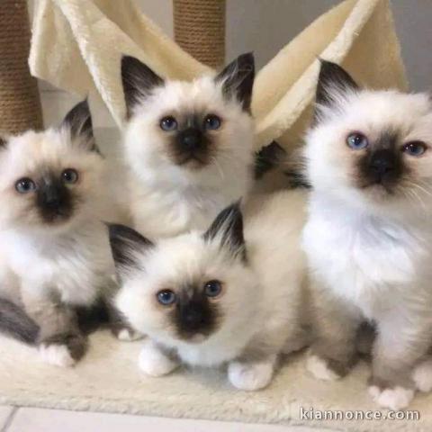 chatons sacré de Birmanie disponibles pour adoption