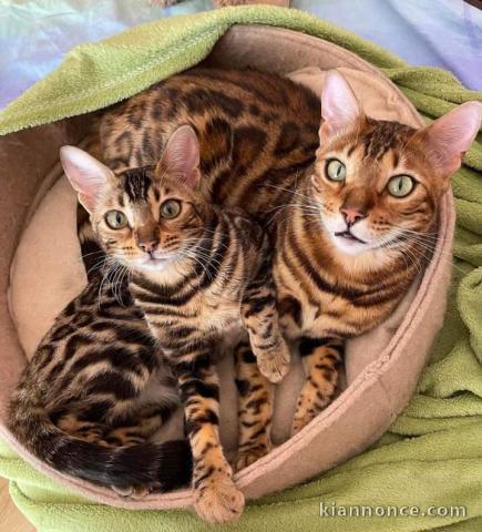 Magnifique chatons Bengal adopté 