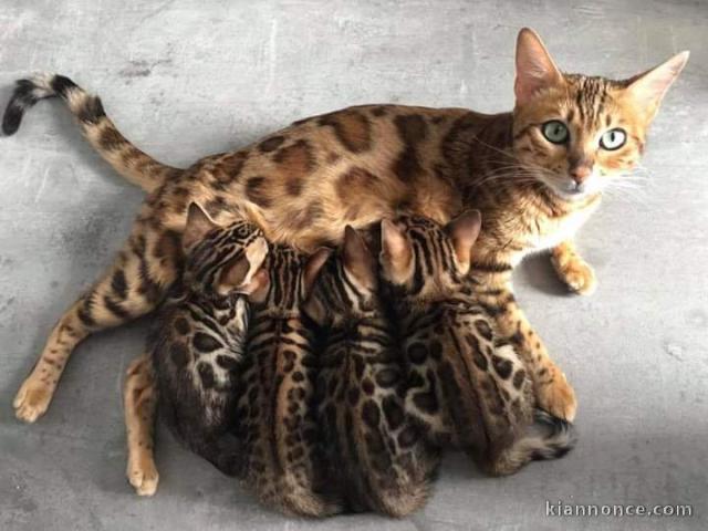 Magnifique chatons Bengal adopté 