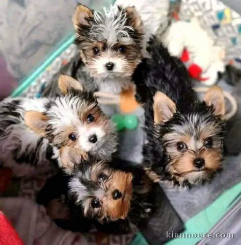 Chiots type Yorkshire terrier disponible 