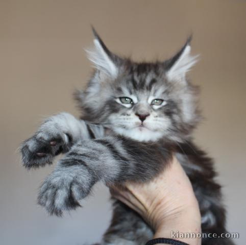 Adorable chaton maine coon pour adoption
