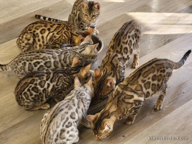 Adorable chaton Bengals pour adoption