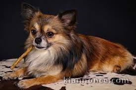 A DONNER ADORABLES CHIOTS CHIHUAHUA POIL LONG