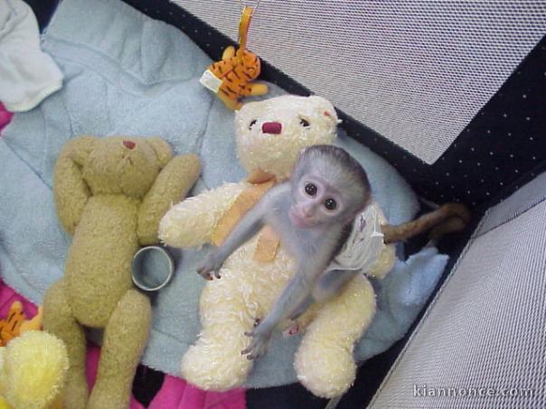 Bébé singe Capucin tres bien apprivoisé intelligents