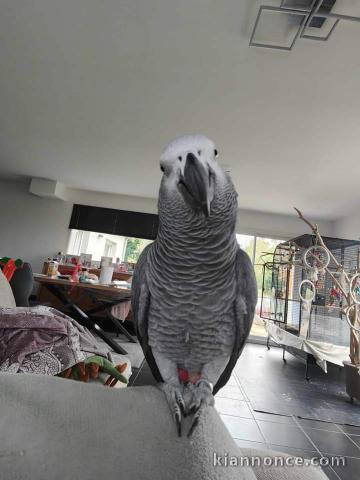 A donné perroquet gris du Gabon 