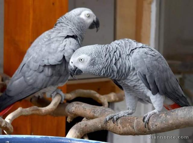 Adorable perroquet gris du Gabon à donner 