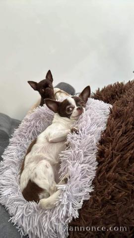 Chiots type chihuahua a donner 