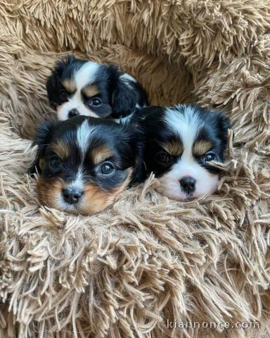 Adoption chiots cavalier king Charles à donner 