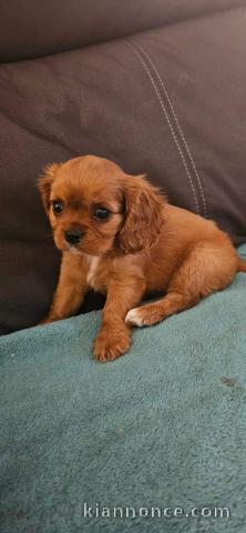 Chiot type cavalier king Charles à adopter 