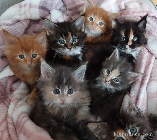 Adorables chatons  Maine Coon A Donner